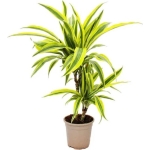 ΔΡΑΚΑΙΝΑ ΛΕΜΟΝ ΛΑΙΜ