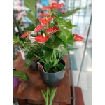 ΑΝΘΟΥΡΙΟ ΣΕ ΚΑΣΠΩ