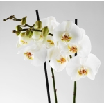 ΦΑΛΑΙΝΟΨΙΣ