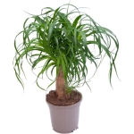 ΜΠΟΥΚΑΡΝΕΑ ΝΟΛΙΝΑ