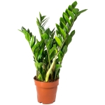 ΖΑΜΙΟΚΟΥΛΚΑΣ