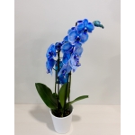 ΦΑΛΑΙΝΟΨΙΣ ΜΠΛΕ