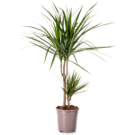 ΔΡΑΚΑΙΝΑ ΜΑΡΤΖΙΝΑΤΑ