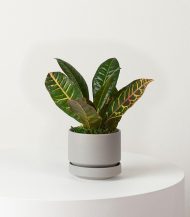 Golden Petra - Image 3