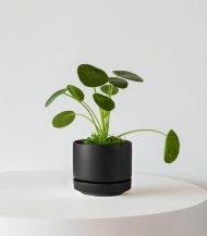 Indoor Plant Foliage Spray - Image 4