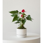 Anthurium – King of hearts
