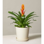 Bromeliad Vriesea