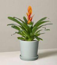 Bromeliad Vriesea - Image 2