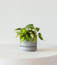 Philodendron Brasil - Image 3