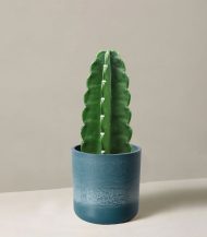 Cuddly Cactus - Image 2
