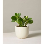 Peperomia Obtusifolia