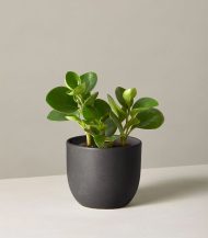 Peperomia Obtusifolia - Image 3