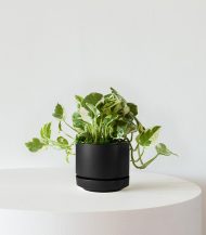 N’joy Pothos - Image 4