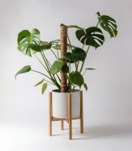 Golden Petra - Image 5