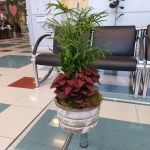 ΣΥΝΘΕΣΗ ΦΥΤΩΝ