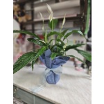 ΣΠΑΘΙΦΥΛΛΟ ΜΕΣΑΙΟ ΜΕΓΕΘΟΣ