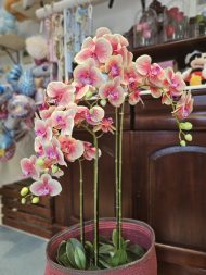 ΤΕΧΝΗΤΗ ΟΡΧΙΔΕΑ