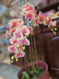 ΤΕΧΝΗΤΗ ΟΡΧΙΔΕΑ - Image 2