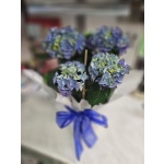 ΟΡΤΑΝΣΙΑ ΜΠΛΕ