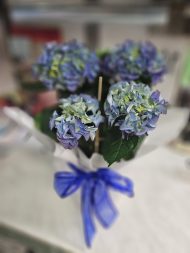 ΟΡΤΑΝΣΙΑ ΜΠΛΕ