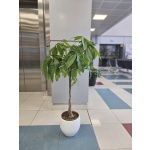 ΠΑΧΙΡΑ ΠΛΕΚΤΗ ΜΕΓΑΛΗ