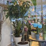 ΠΑΧΙΡΑ ΠΛΕΚΤΗ 120εκ