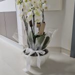 ΠΙΑΤΕΛΑ ΜΕ ΛΕΥΚΕΣ ΟΡΧΙΔΕΕΣ