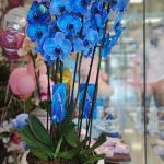 ΠΙΑΤΕΛΑ ΜΕ ΜΠΛΕ ΟΡΧΙΔΕΕΣ