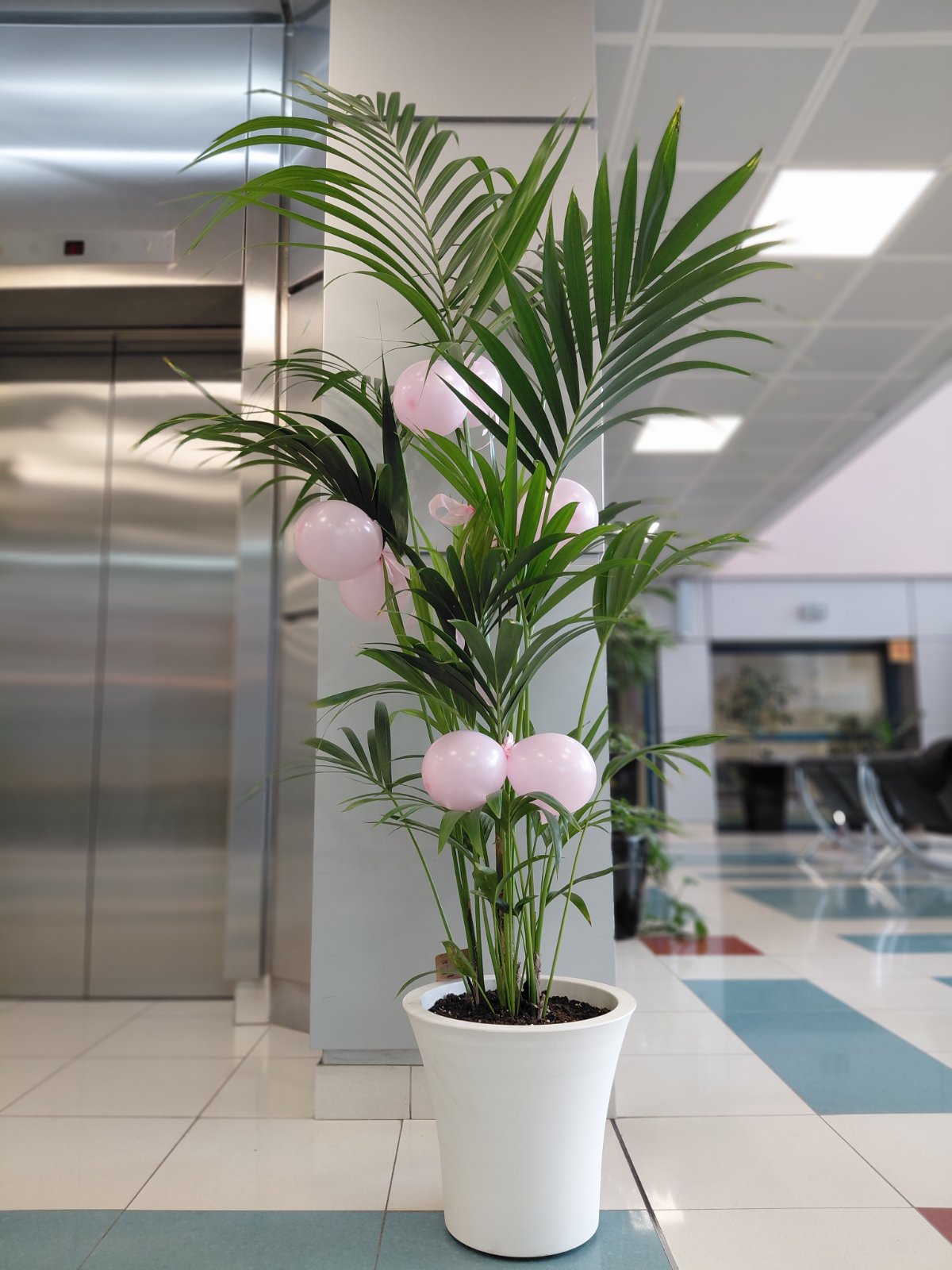 IMG-f9ff1108ca2850374e10544d8a007d6d-V KENTIA 180cm - Image 1